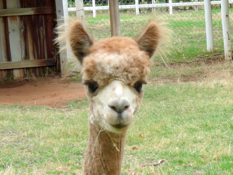 Alpaca
